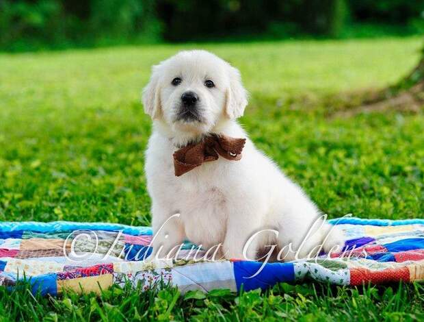 Golden Retriever English Golden Retriever: Friendly, Loyal Companions for Your Home