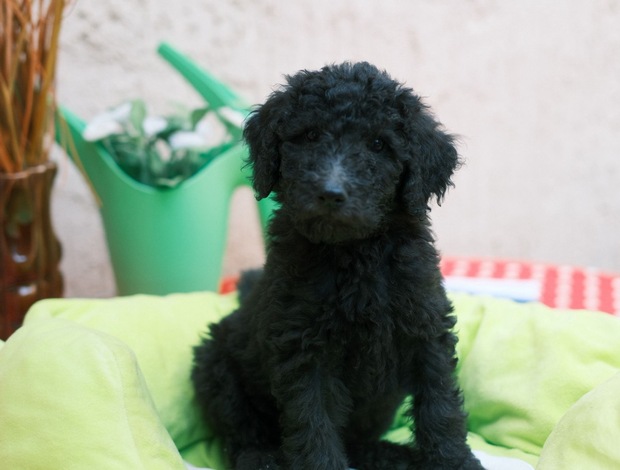 Poodle Royal Poodle Puppies