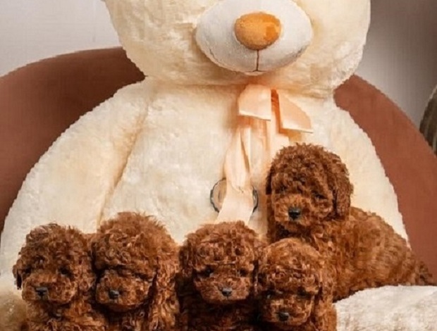 Poodle Red dwarf and toy poodles