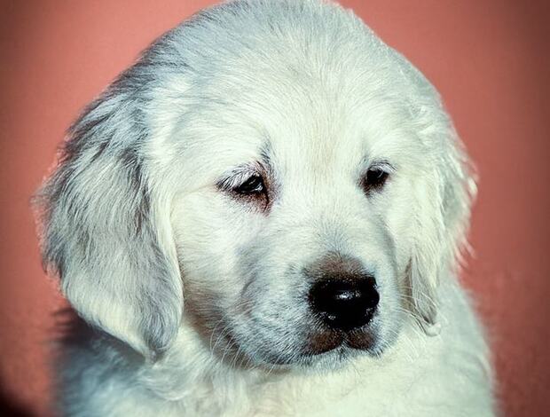 Golden Retriever Golden Retriever puppies