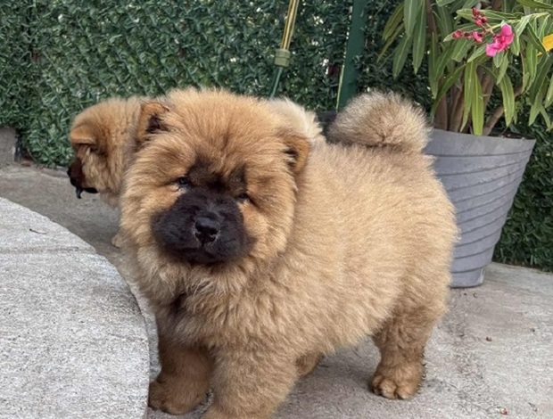 Chow Chow Chow-chow female