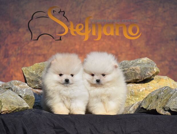 Pomeranian Pomeranian Spitz puppies