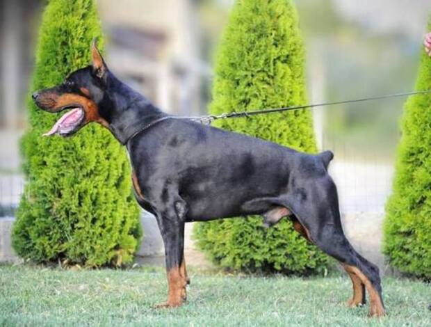 Doberman Pinscher Dobermann litter
