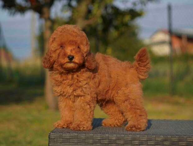 Poodle Toy poodle