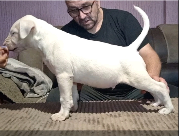 Bull Terrier Bull terrier puppies for sale