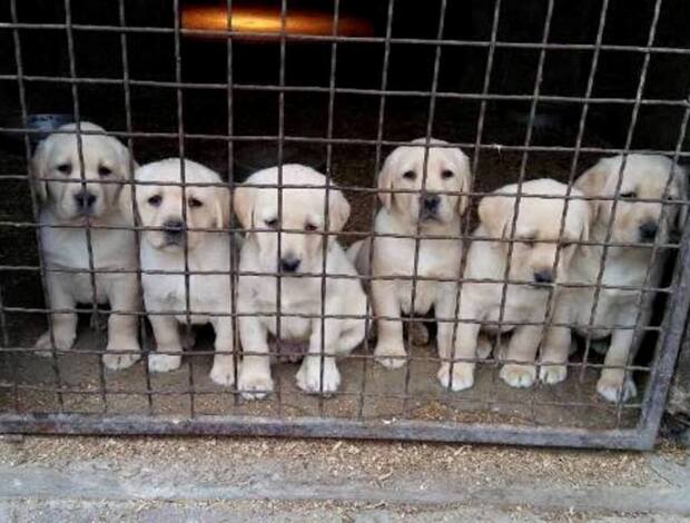 Labrador Retriever Labrador Retriever puppies