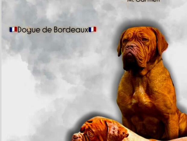 Dogue de Bordeaux Dogue de Bordeaux puppies