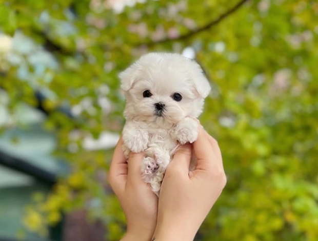 Maltese Adorable Maltese Puppies for sale. Business Whatsapp :+447392009828