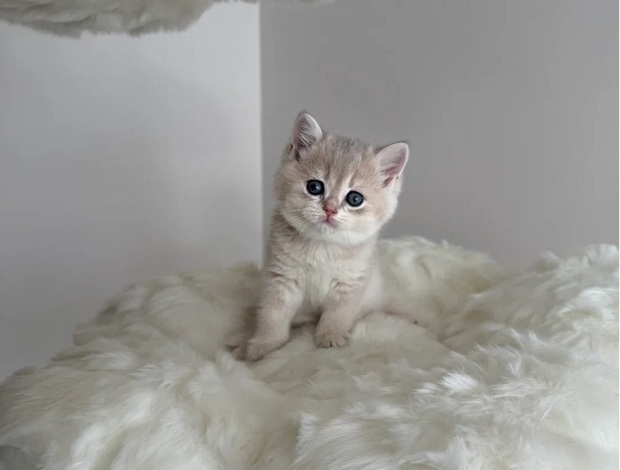 British Shorthair Golden Blue British Shorthair kittens