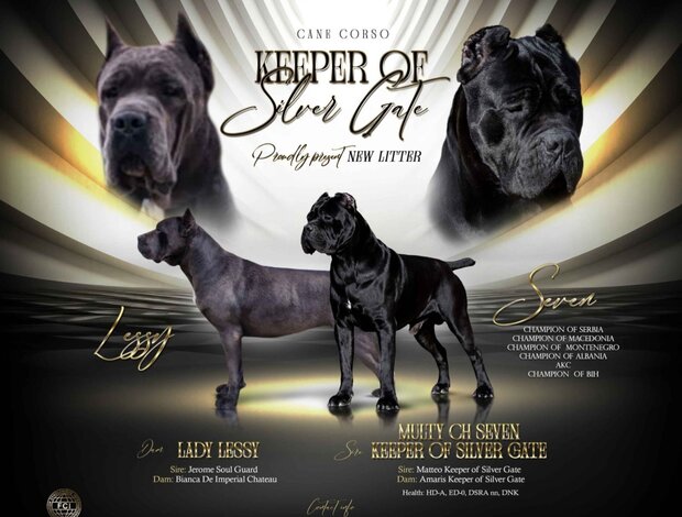 Cane Corso Cane Corso puppies for sale