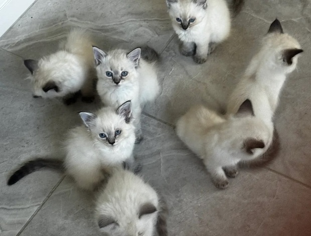Ragdoll 7 Beautiful Pure Ragdolls for sale  470-673-7509