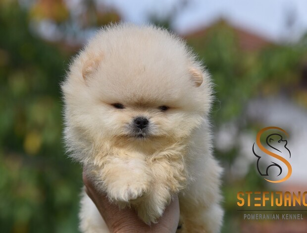 Pomeranian Pomeranian Spitz puppies