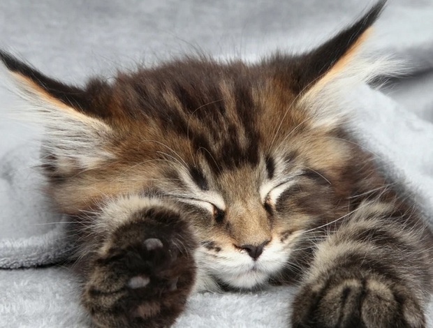 Maine Coon 1 boy available We have a litter of Maine coon kittens.