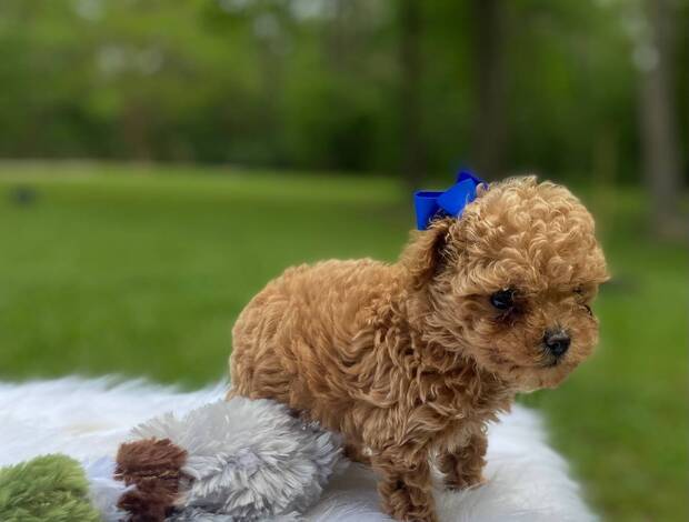 Poodle AKC purebred toy poodle puppies.