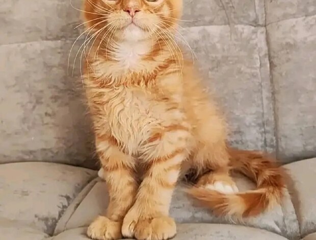 Maine Coon Magnificent Maine coon  kittens