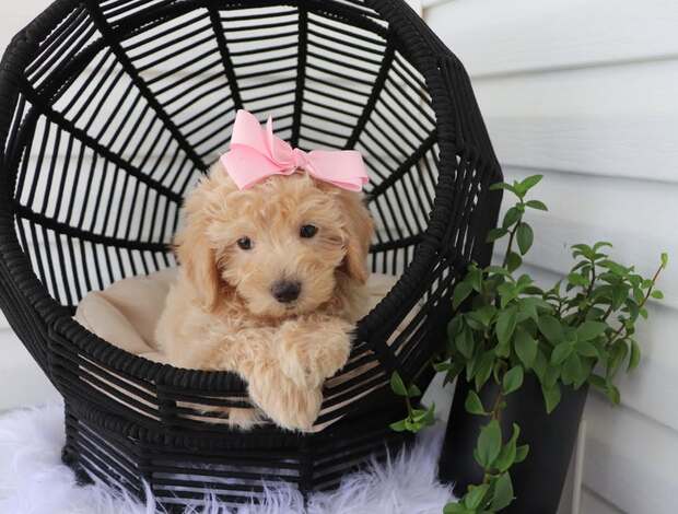 Yorkshire Terrier Miniature and Teacup Puppies for Sale at Up & Away Pups