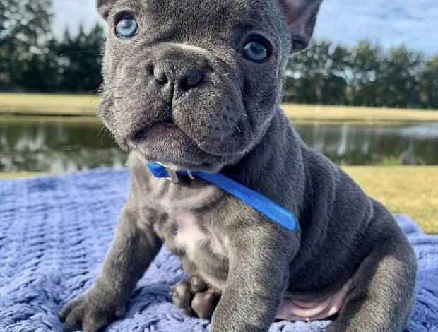 French Bulldog French bulldog puppies all sex available now