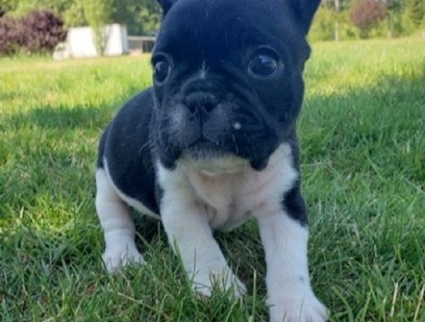French Bulldog Talented French bulldog puppies ready now