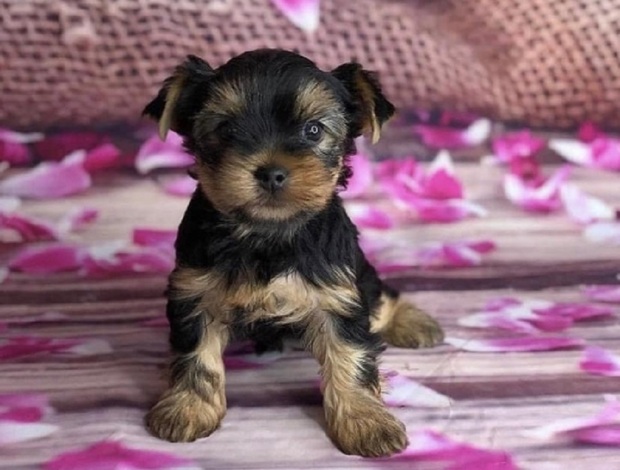 Yorkshire Terrier Teacup Yorkie Puppies READY