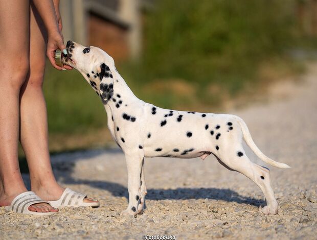 Dalmatian Dalmatian puppies for sale