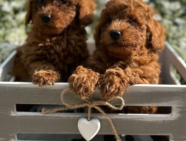 Poodle Toy and Mini Poodle Puppies