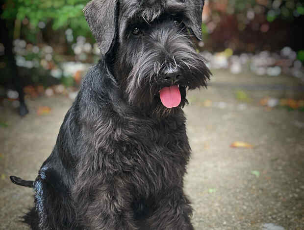 Miniature Schnauzer Black Miniature Schnauzer Puppies
