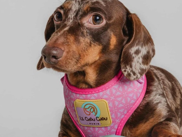 Dachshund Dachshund puppies for sale