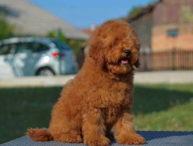 Poodle Miniature Poodle, male puppies