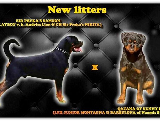 Rottweiler Rottweiler puppies