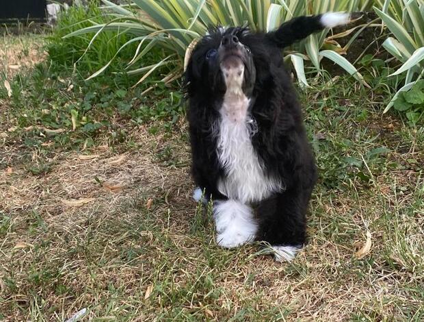 Chinese Crested Dog Chinese Crested Dog – Puppies