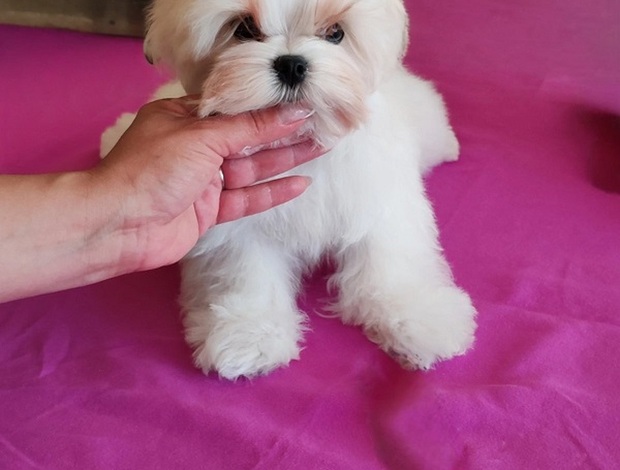 Maltese Maltese, excellent bloodlines