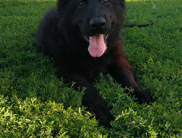 German Shepherd Dog Long-Haired German Shepherd – Puppies
