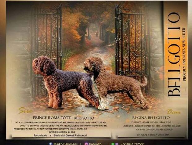 Lagotto Romagnolo Lagotto Romagnolo puppies