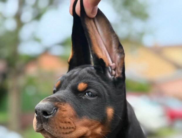 Doberman Pinscher Doberman puppies for sale