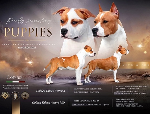 American Staffordshire Terrier American staffordshire terriers