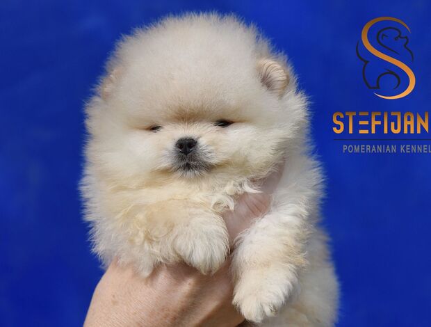Pomeranian Pomeranian Spitz puppies