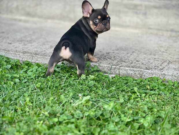 French Bulldog French Bulldogs – EXOTIC TOP QUALITY