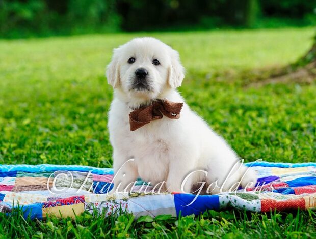 Golden Retriever English Golden Retriever  For Families Loving Gentle Companions