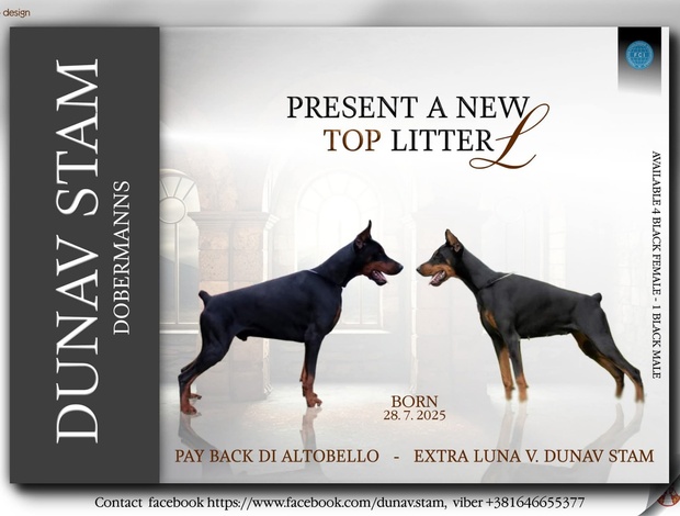 Doberman Pinscher Doberman puppies for sale