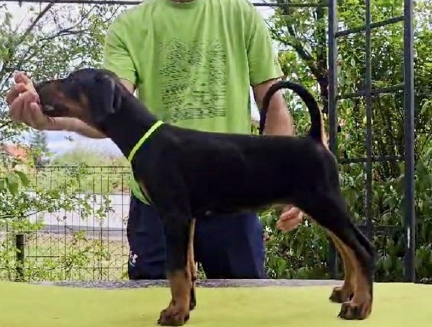 Doberman Pinscher Doberman Puppies – Champion Bloodline