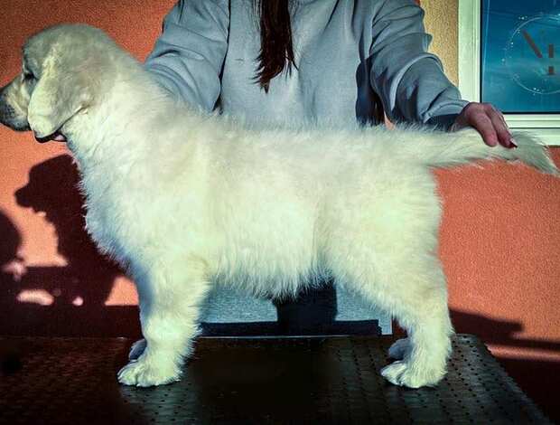 Golden Retriever Golden Retriever puppies