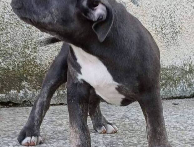 Bull and Terrier American Bully Pocket Puppies