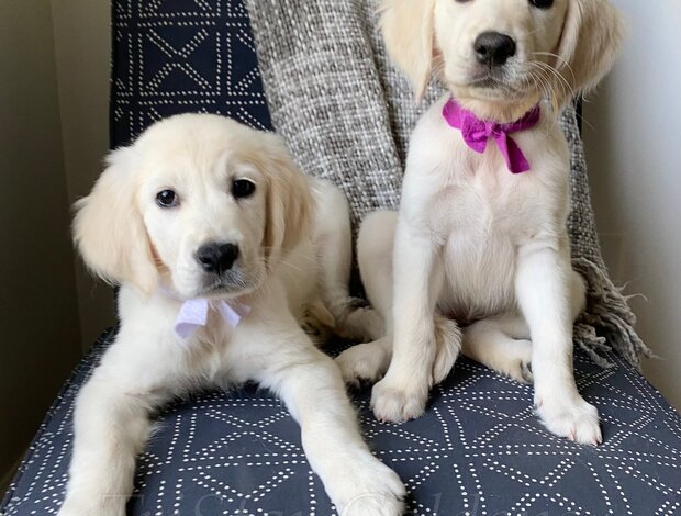 Golden Retriever Golden Retriever Puppies for sale near Nashville: Trusted Breeder