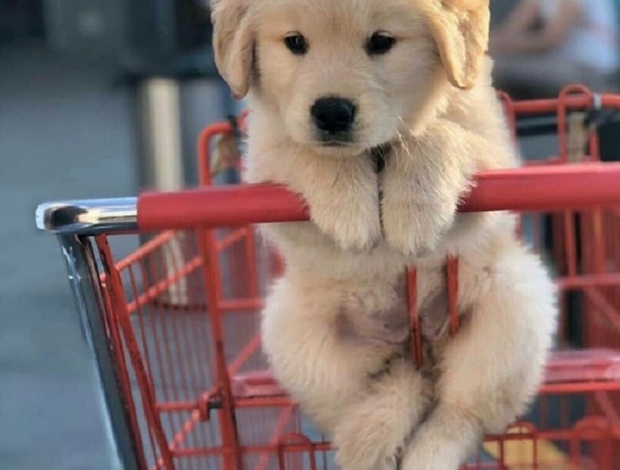 Golden Retriever Two Cute  Golden retriever  Puppies with all their papers 470-673-7509