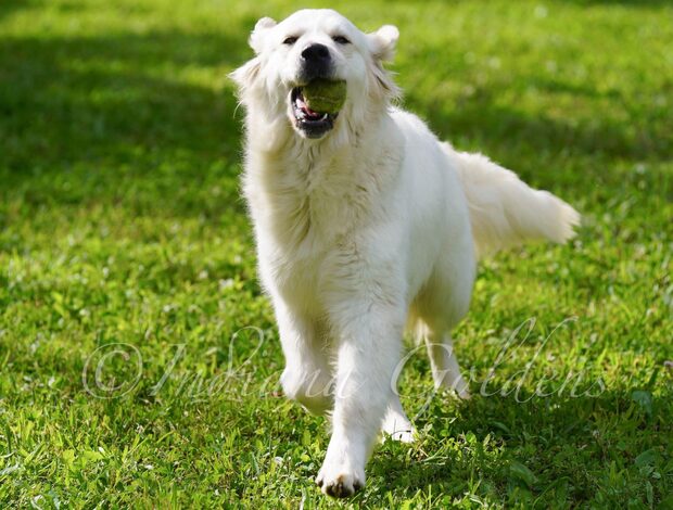 Golden Retriever English Cream Golden Retriever Indiana: Healthy Puppies at Indiana