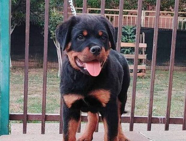Rottweiler Rottweiler, top puppies