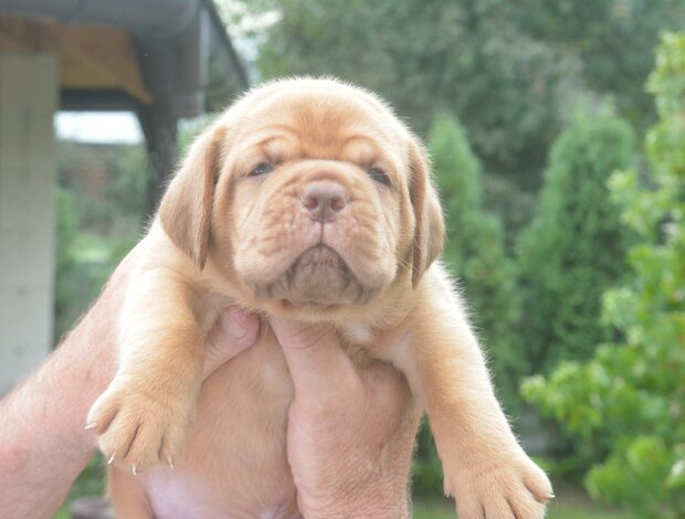 Dogue de Bordeaux Dogue de Bordeaux Beautiful Puppies