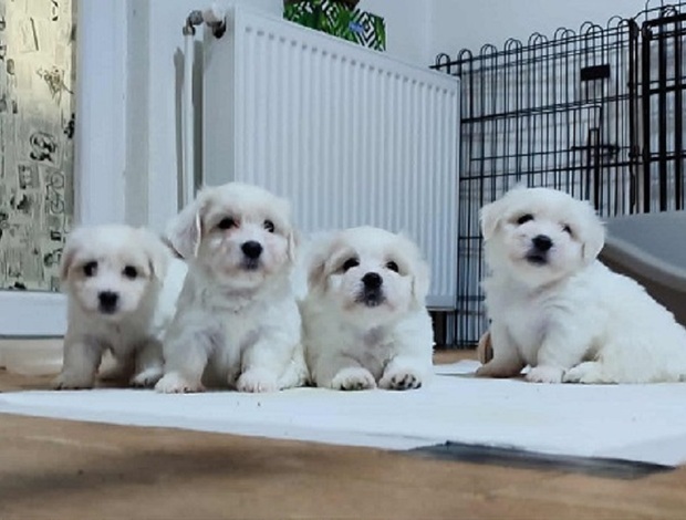 Coton de Tulear Coton de Tulear