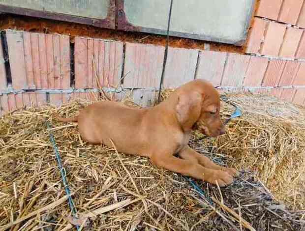 Vizsla Short-haired Hungarian Vizsla, puppies