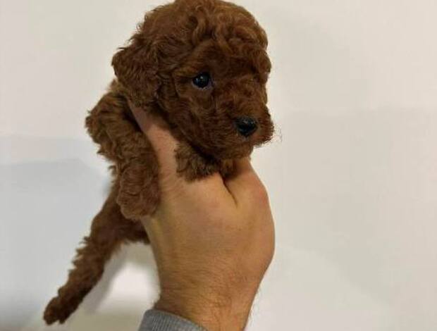 Poodle Toy poodles of superior origin